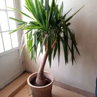 گل بنسای یوکا