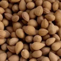 بادام تلخ