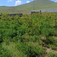 قطعه زمین باغ در روستای کهل بعد از ایوند