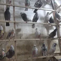 کفتر فروشی