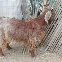 فروش گوسفند