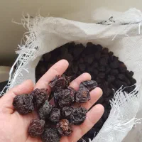 الو سیاه ترشکی