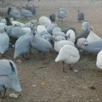 گله مرغ. شاخدار