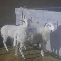 بره‌قوچ‌رومن‌‌آصف