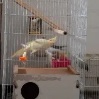 عروس هلندی نر و ماده