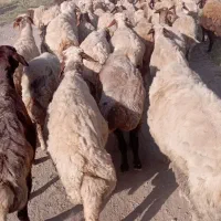 میش لری|حیوانات مزرعه|خرم‌آباد, |دیوار