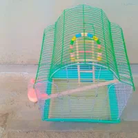 قفس عروس هلندی
