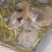 فروش خرگوش کوچولو و بزرگ