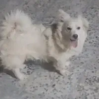 سگ پامر