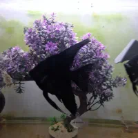 دو قطعه آنجل و دو قطعه پلاتی باله بلند