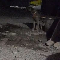 سگ سرابی نگهبان توله