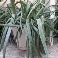 گل و گیاه