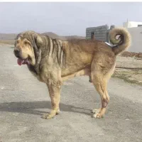 گروه پژدر بازها