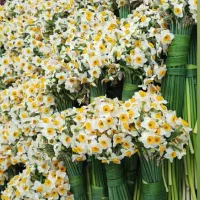 حراج گل نرگس کیلو135