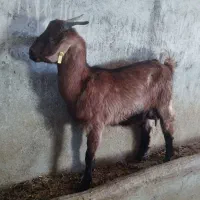 دوعدد بز کولار