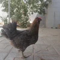 مرغ کرچ (کت)