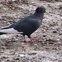 کبوتر|پرنده|سیرجان, |دیوار
