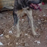 واگذاری سگ افغان ۵ساله