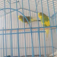 فروش مرغ عشق جفت