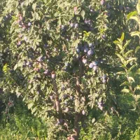 باغ-آلو-و-زردآلو-روستای-کریم-آباد