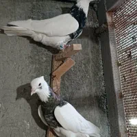 دمسفید و طوقی