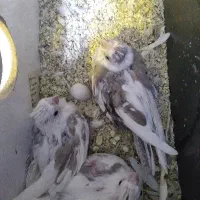 جوجه عروس البینو دوکت