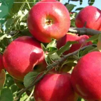 نیازمند کارگر سیب چینی