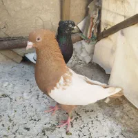 کبوتر  نر سینه ای، یهودی، زیل سرخ زرد
