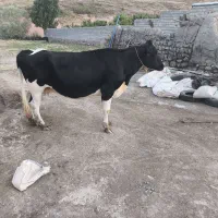 گاوقصری