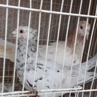 کبوتر‌|پرنده|مشهد, صیدآباد|دیوار