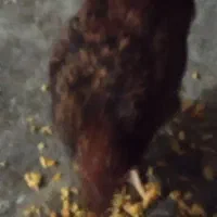 مرغ