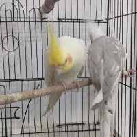 عروس هلندی مولد تخم گذار