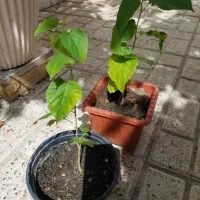 نهال آلبالو فرنگی وشمعدونی
