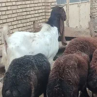 نر بز پتیری پاکستانی اصیل