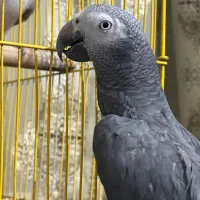 کاسکو