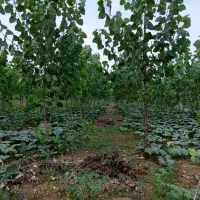 فروش زمین با درخت صنوبر ضیابر