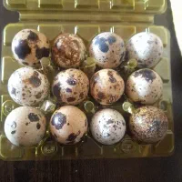 فروش تخم بلدرچین خانگی