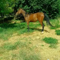 فروش اسب کورد ژن دار