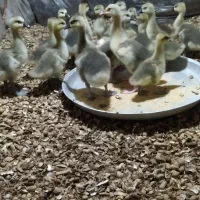جوجه قوغاز نوک سیاه یک ماهه
