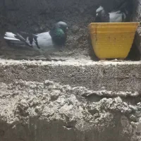 یک جفت کبوتر به شرط