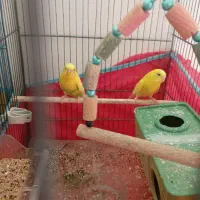 مرغ عشق