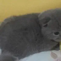 گربه نژاد اسکاتیش