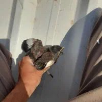 ۳ عددجوجه مینا کام سیاه افغان