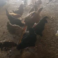 مرغ تخم گذار
