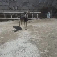 سلام یک راس بز قاله هشت ماهه