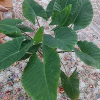 گل بابا آدم طبیعی