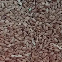 فروش گندم