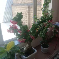 گل بونسای