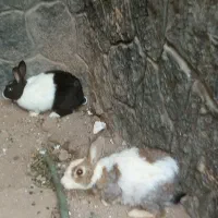 خرگوش نروماده بابچه