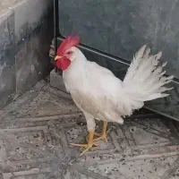 خروس سفید فوری